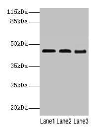 BCAT2 Antibody (aa28-392)