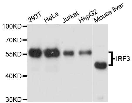 IRF3 Antibody