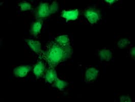 UBXN2B Antibody (clone OTI2E8)