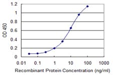 Monoclonal Mouse anti-Human IMPA1 / IMP Antibody (clone 1E6-F11, WB)