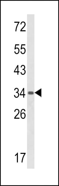 Polyclonal Rabbit anti-Human GPANK1 / G5 Antibody (aa275-302, IHC, WB)