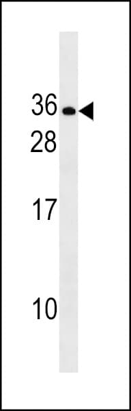 RLN2 / Relaxin 2 Antibody (aa139-165)