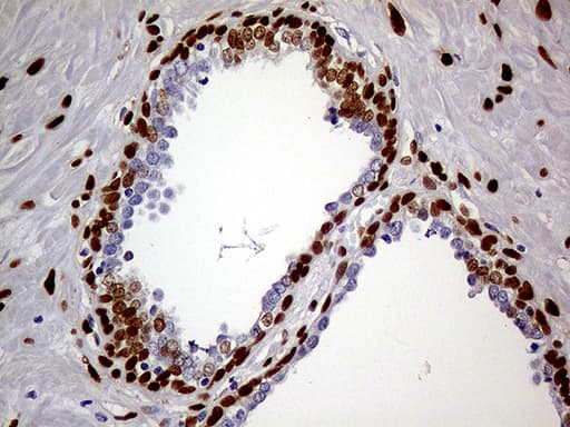 MEIS1 Antibody (aa176-390, clone OTI2A3)