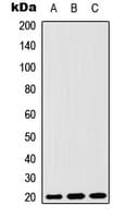MRPS25 Antibody (C-Terminus)
