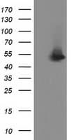 SNTA1 / Syntrophin Alpha 1 Antibody (clone OTI1E9, Carrier-free)