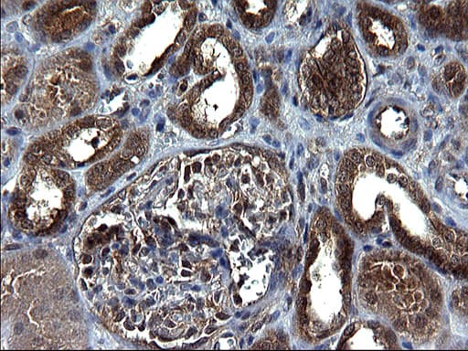 SCRN1 / Secernin 1 Antibody (clone OTI1E4)