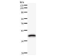 Monoclonal Mouse anti-Human PRKRA / PACT Antibody (clone 2830C1a, WB)