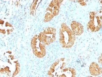 VIL1 / Villin Antibody (clone VIL1/1314, Azide-free, BSA-free)