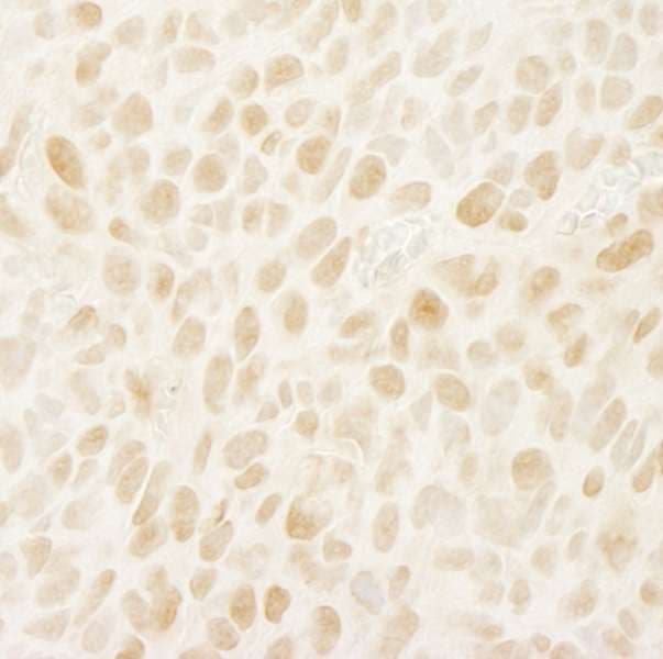 LEO1 Antibody (aa550-600)