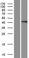 BHMT2 Protein (Over-Expression Lysate Myc-DDK (Flag))