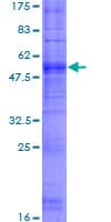Human OR1J2 Protein (Recombinant GST)