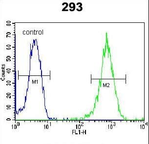 Polyclonal Rabbit anti-Human LARP6 / ACHN Antibody (aa7-35, IHC, WB)