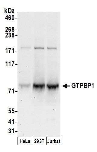 Polyclonal Rabbit anti-Human GTPBP1 / GP1 Antibody (aa575-625, WB)