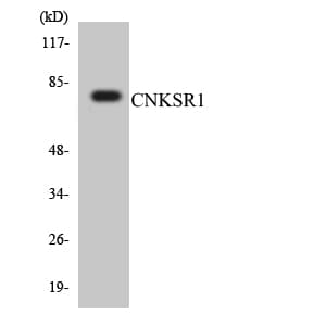 CNKSR1 Antibody (aa471-520)