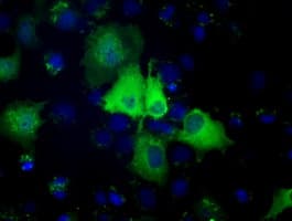 PSMC3 Antibody (clone OTI1G4)