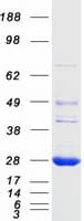 Human LYPLA2 Protein (Recombinant Myc-DDK (Flag))