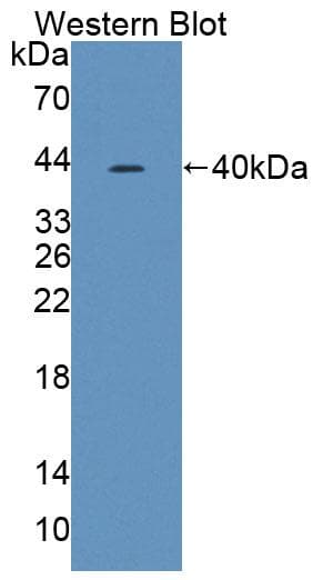 TARS Antibody (aa1-300, FITC)