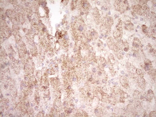 FOS / c-FOS Antibody (clone OTI3B8)