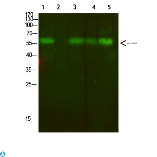 AVPR2 / V2R Antibody