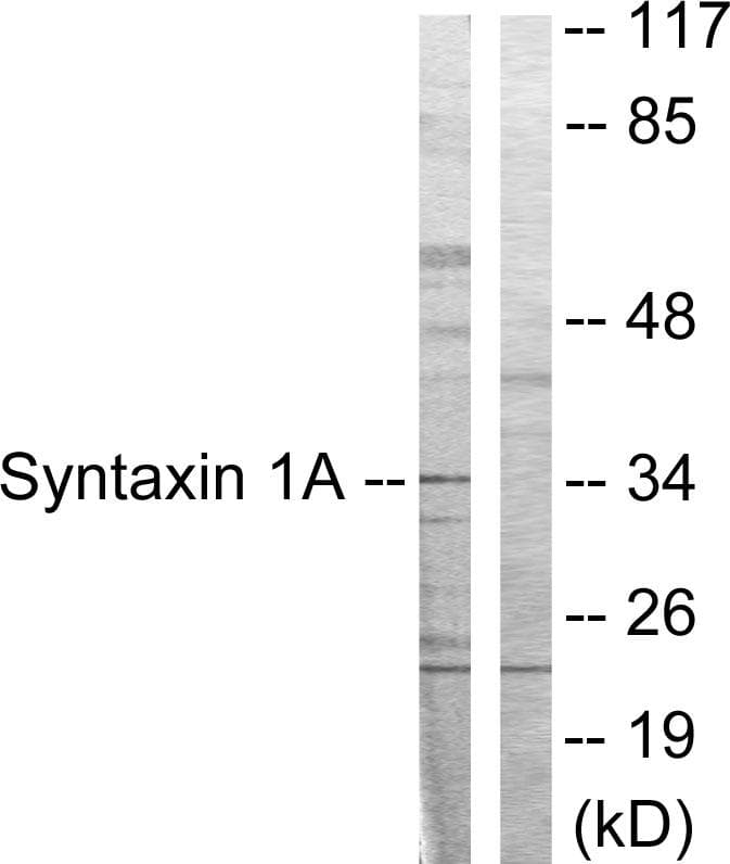 STX1A / Syntaxin 1A Antibody (p14)