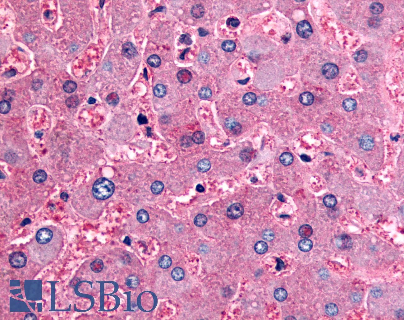 IHC-plus™ DPP9 Antibody (Internal)
