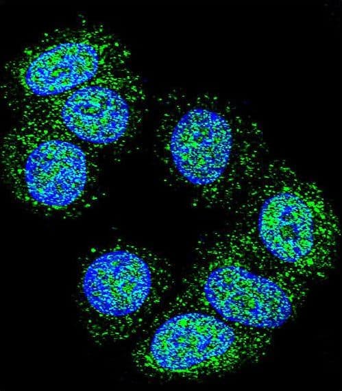 Polyclonal Rabbit anti-Human EEF1A1 Antibody (aa361-389, IHC, IF, WB)