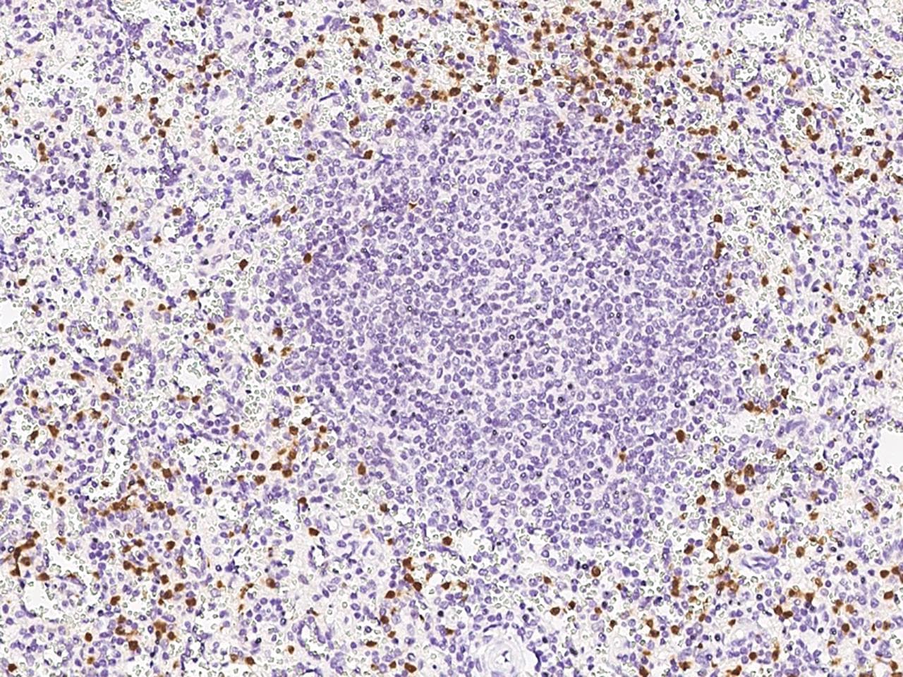 WNT16 Antibody (Preservative Free)