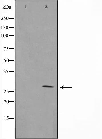 GZMB / Granzyme B Antibody