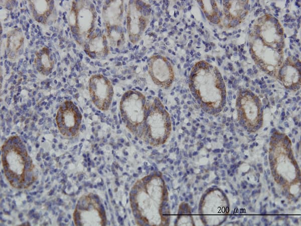EIF4E2 / IF4e Antibody (clone 4G10)