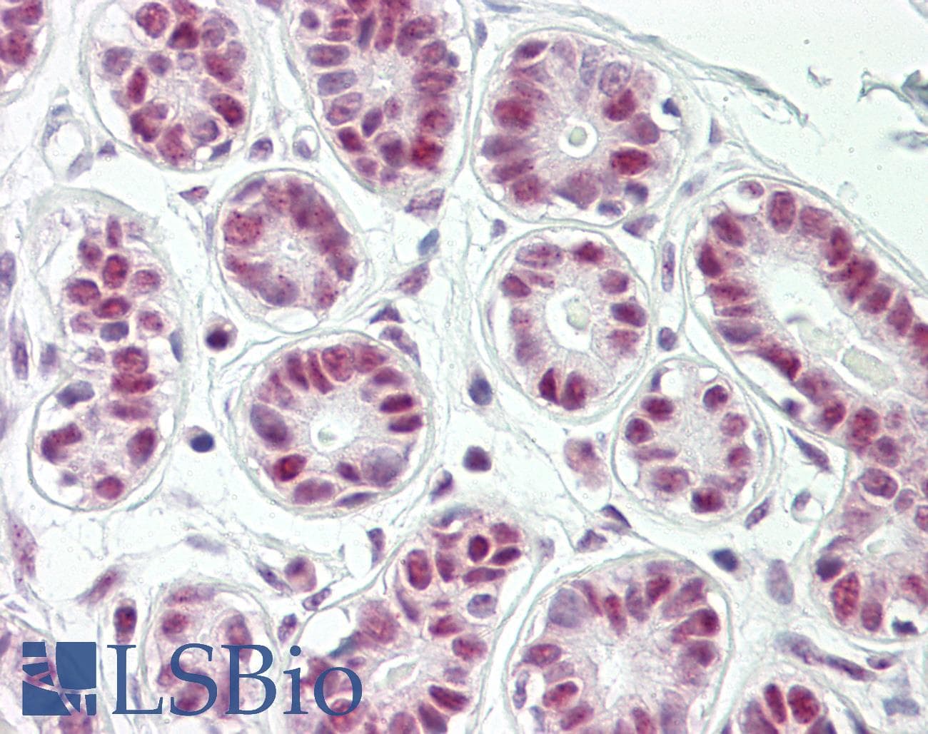 IHC-plus™ SENP8 Antibody (aa161-210)