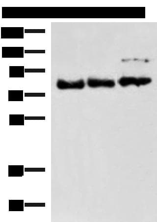 FOXK2 / ILF Antibody