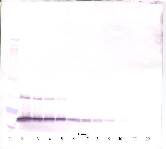 CSF3 / G-CSF Antibody