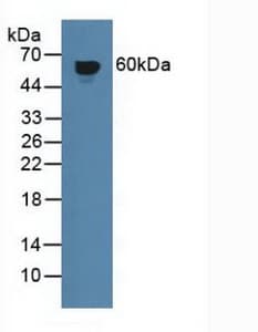 CD119 / IFNGR1 Antibody (aa18-245, APC)