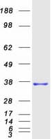 Human MMADHC / C2orf25 Protein (Recombinant Myc-DDK (Flag))