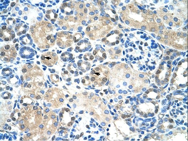IER2 Antibody (aa46-95, FITC)