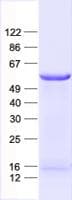 Human ZNF79 Protein (Recombinant His, N-Terminal)