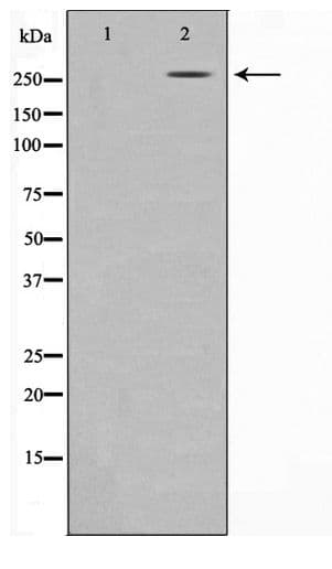 Polyclonal Rabbit anti-Human EP300 / p300 Antibody (IHC, WB)