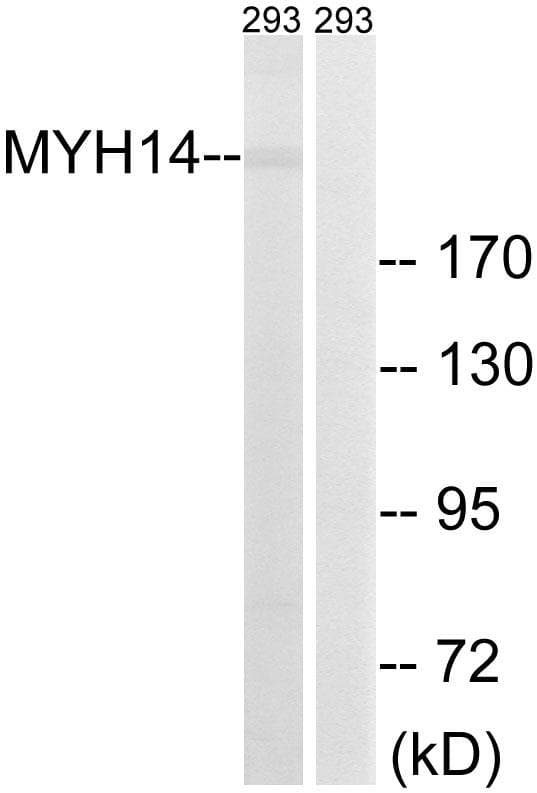 MYH14 Antibody