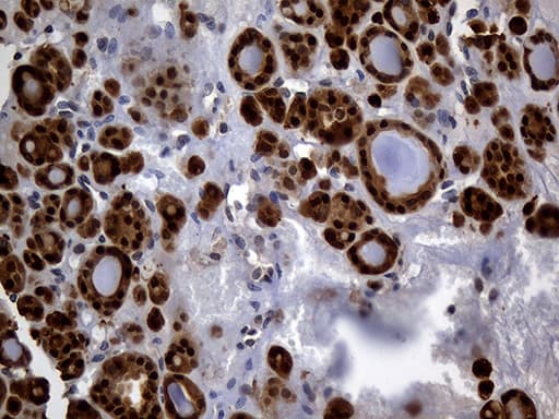 HHLA3 Antibody (clone OTI10B4, Carrier-free)