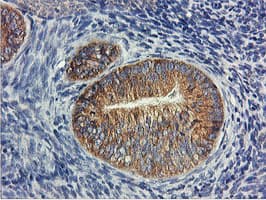 USP10 Antibody (clone OTI2E1)