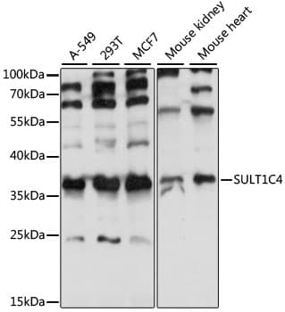 SULT1C4 / Sulfotransferase 1C4 Antibody