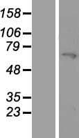 MYLK2 Protein (Over-Expression Lysate Myc-DDK (Flag))
