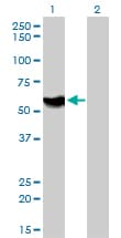 Monoclonal Mouse anti-Human ATP6AP1 Antibody (clone 3A2, WB)