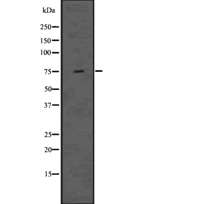 DVL1 / DVL / Dishevelled Antibody