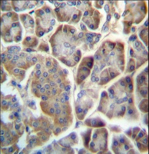 TMED9 Antibody (aa169-198)