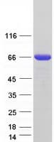Human CTP Synthetase 2 / CTPS2 Protein (Recombinant Myc-DDK (Flag))