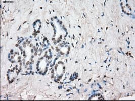 SLC7A8 / LAT2 Antibody (clone OTI7D6)