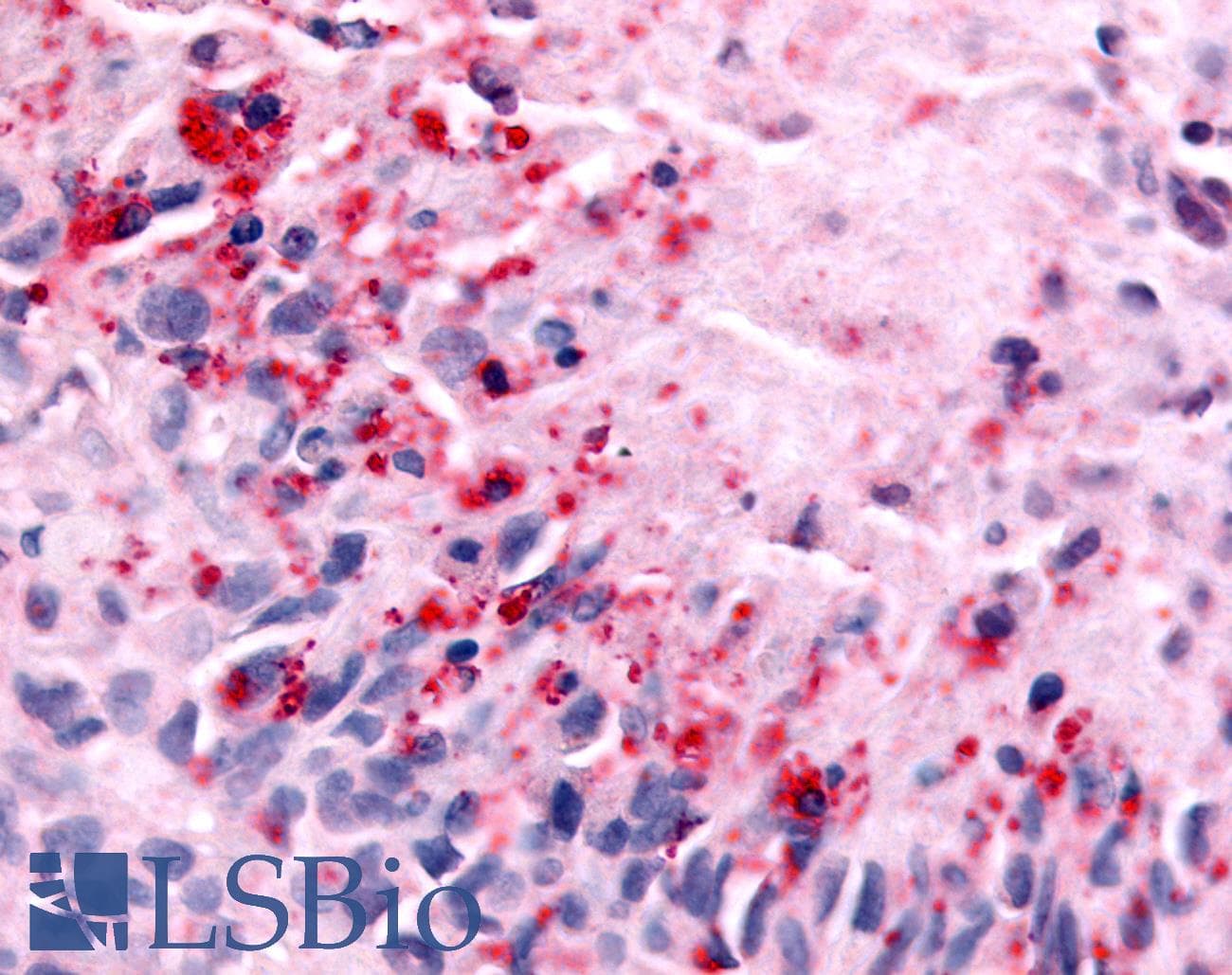 PathPlus™ NEK7 Antibody (Kinase Domain)