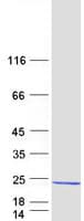Human REEP6 Protein (Recombinant Myc-DDK (Flag))