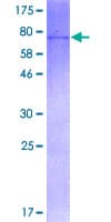 Human CYP39A1 Protein (Recombinant GST)